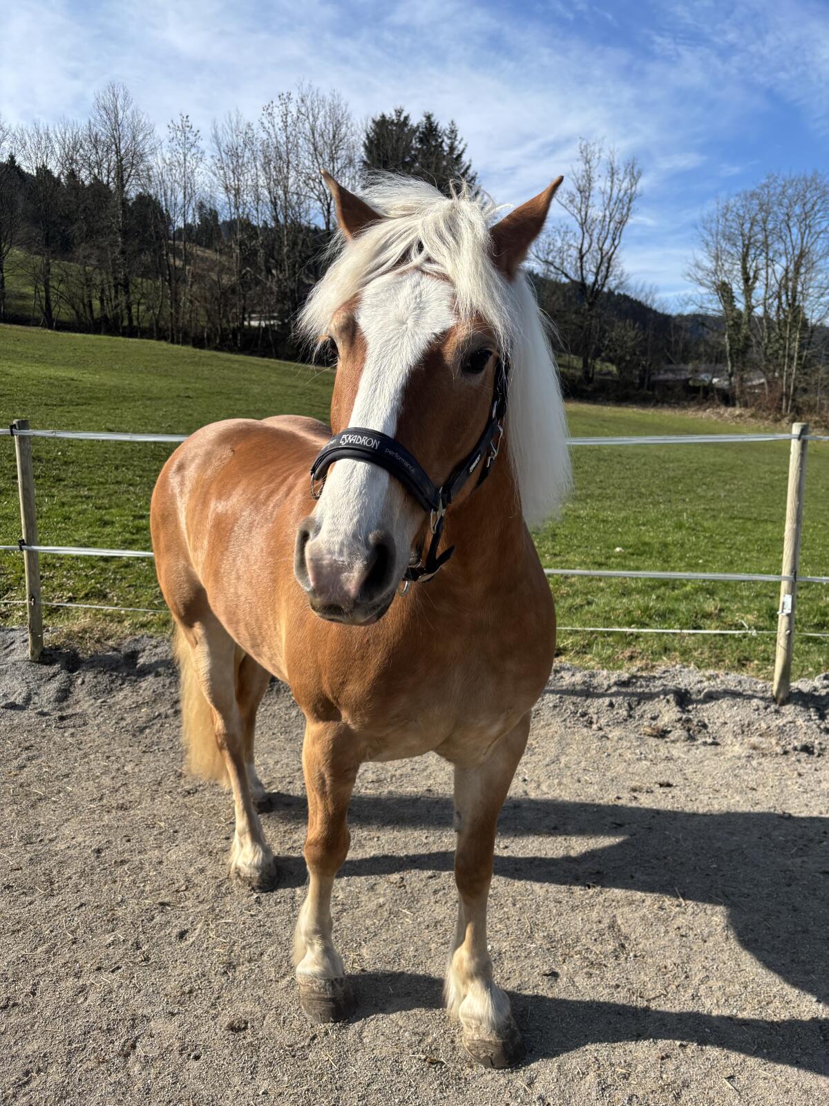 Haflinger Stute 3