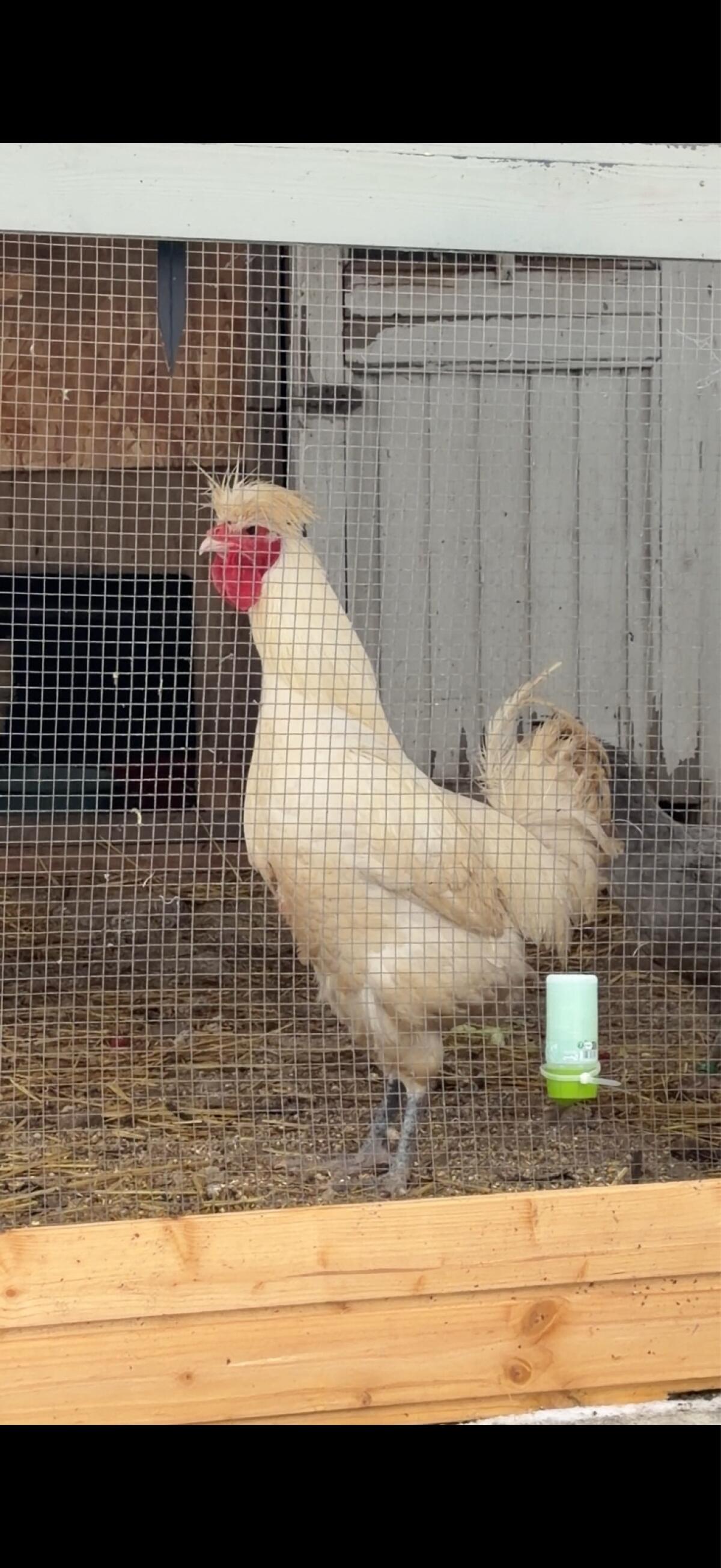 Sandschak - Langkräher 2