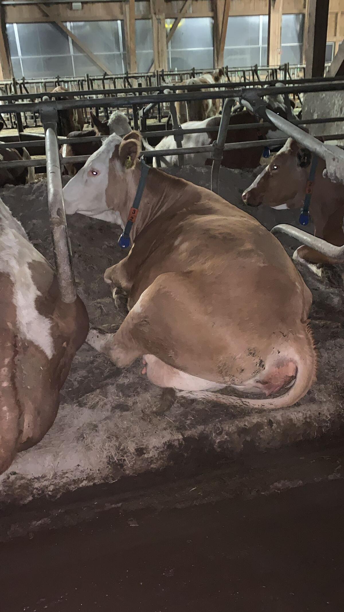 Bio Fleckviehmutterkuh 3