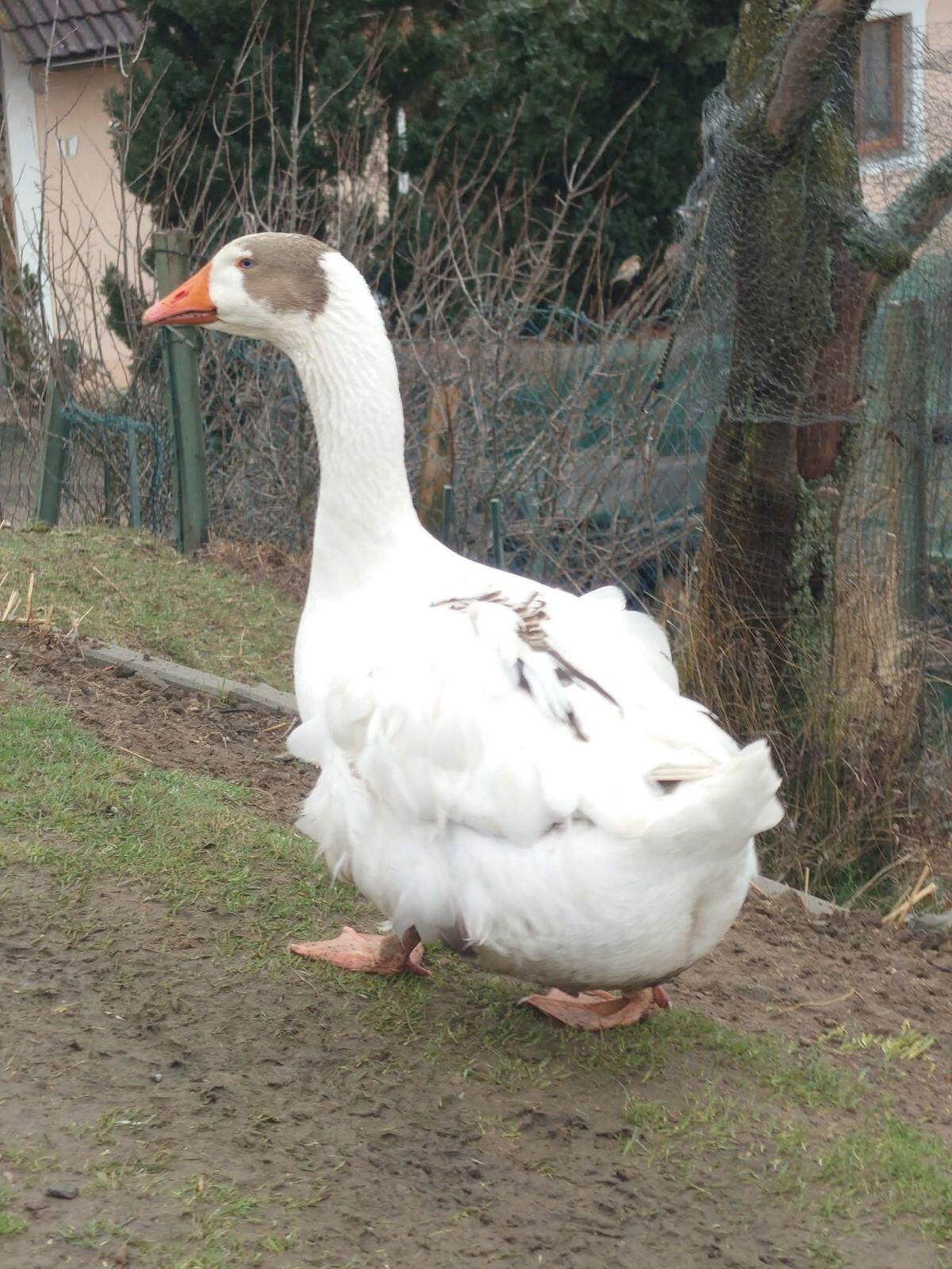 Gänse BE 2