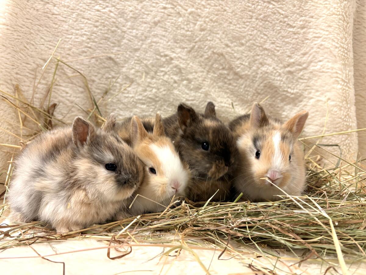 Zwergkaninchen Babys 3