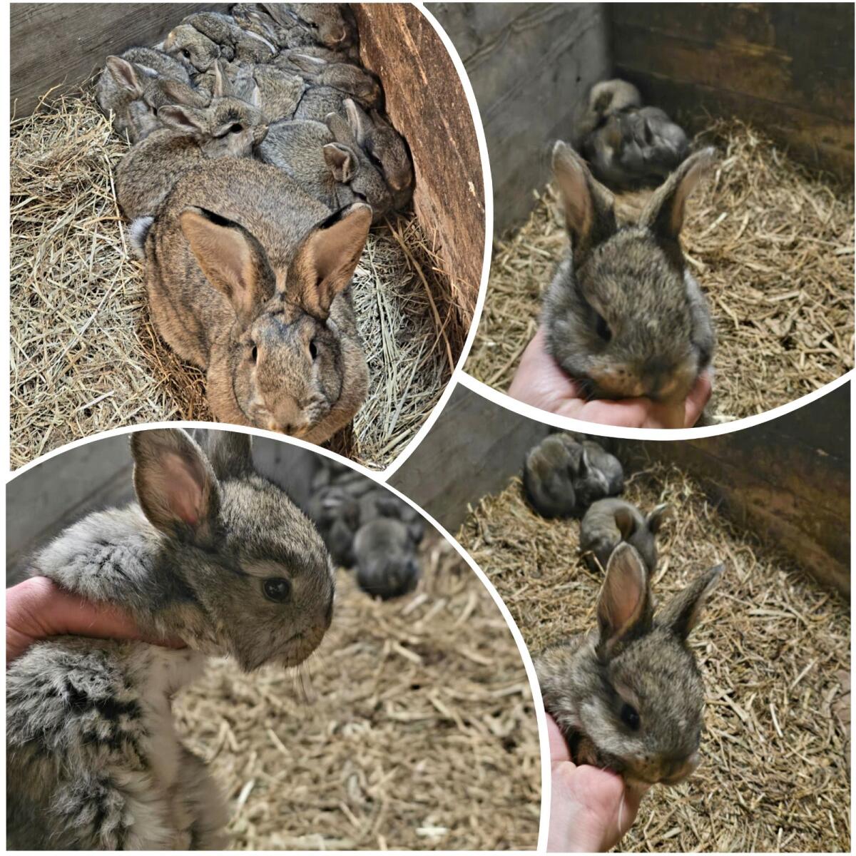 Hasenkaninchen 2