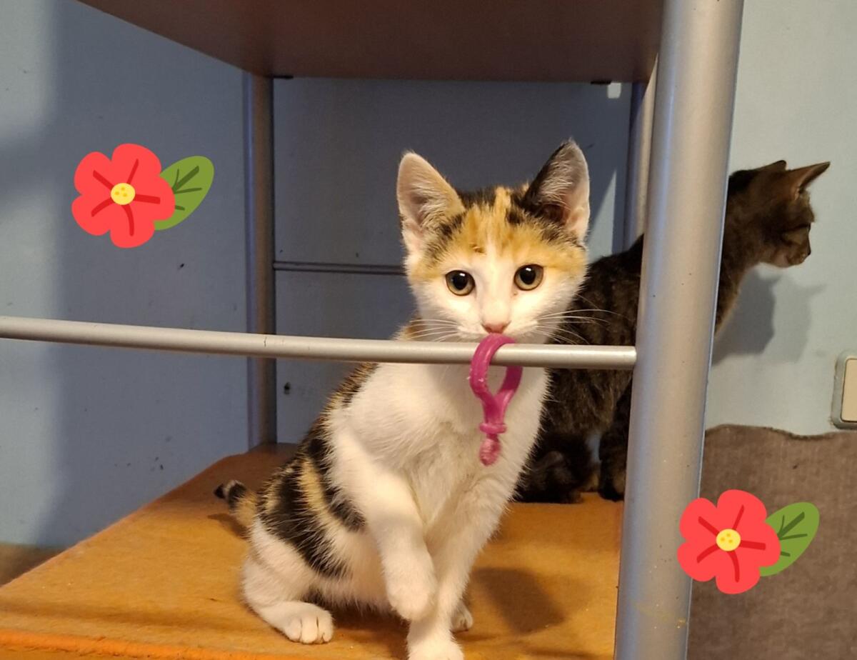 Süße Kätzchen, nur gemeinsam!! 3