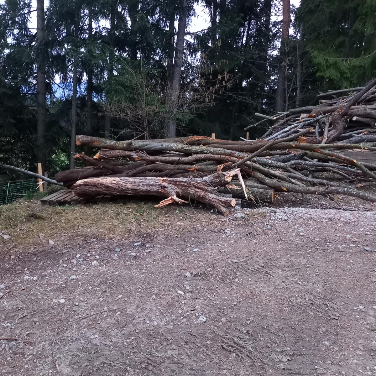 Baumstämme