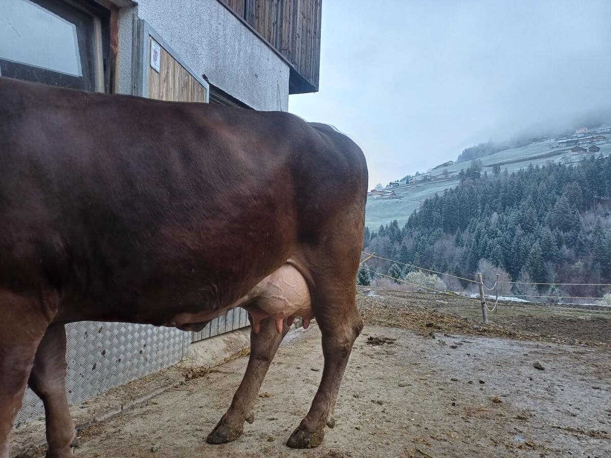 Original Braunviehkuh 2