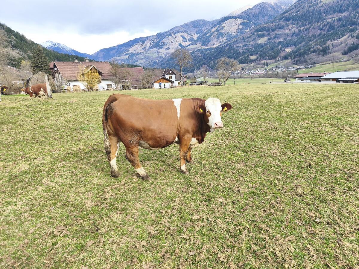 Fleckvieh Kalbinnen: Trächtige Fleckvieh Kalbinnen Bio kaufen ...