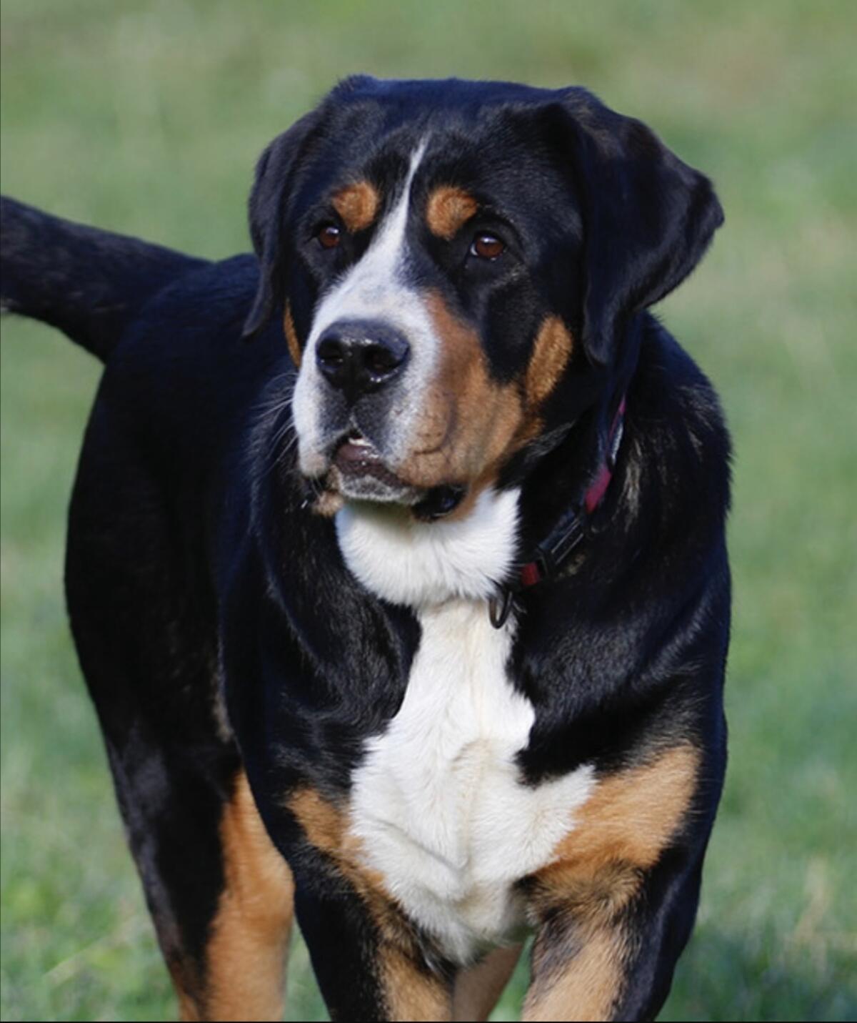 Große Schweizer Sennenhündin 1