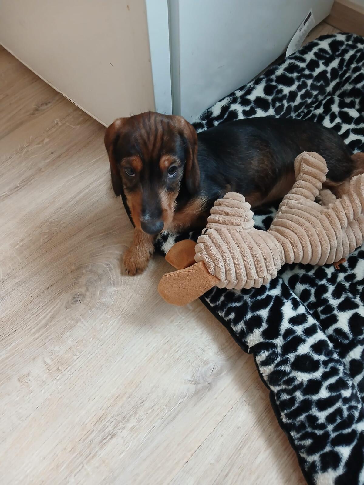 Rauhaardackel Welpen 1