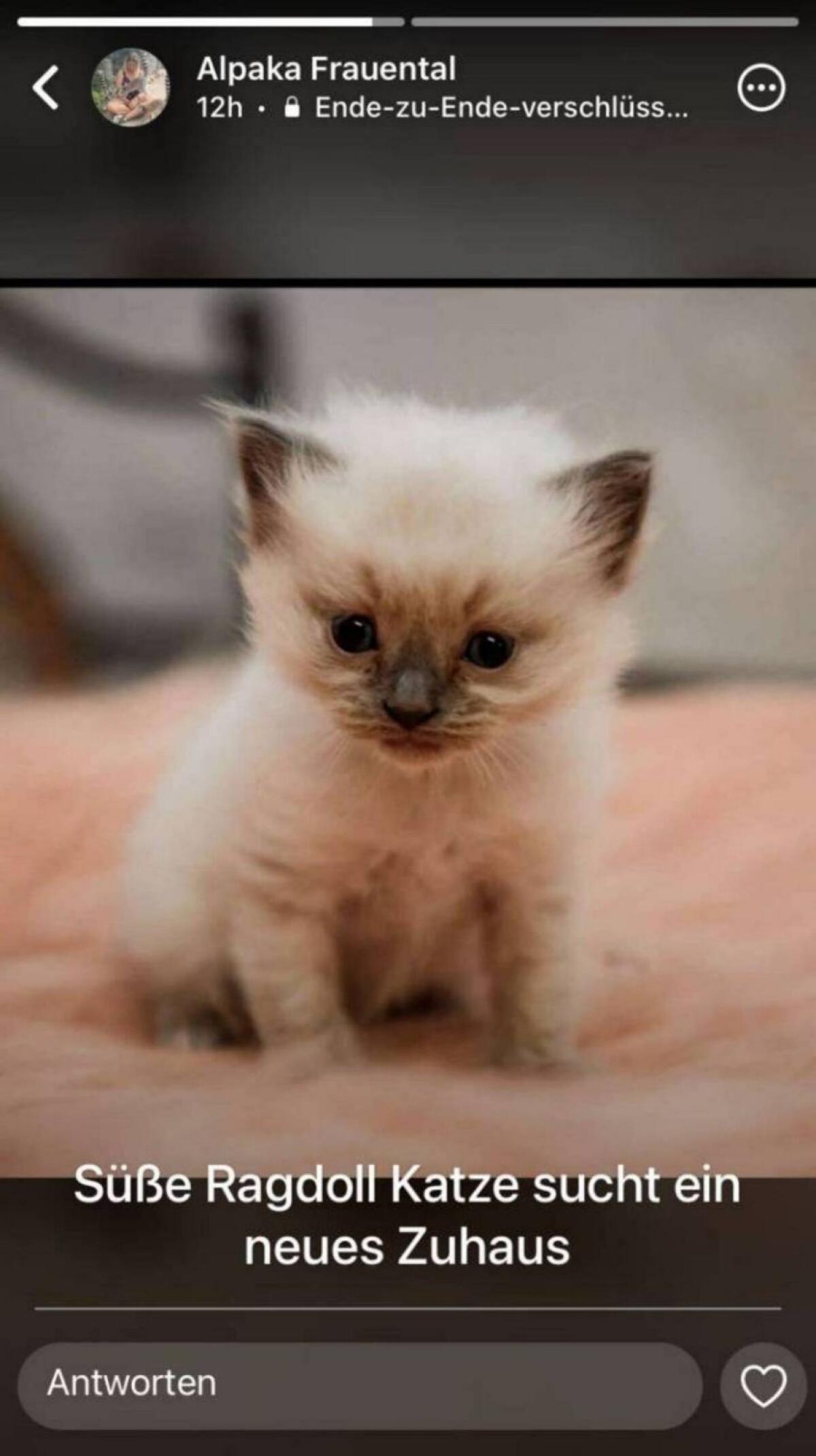 Katzen 1