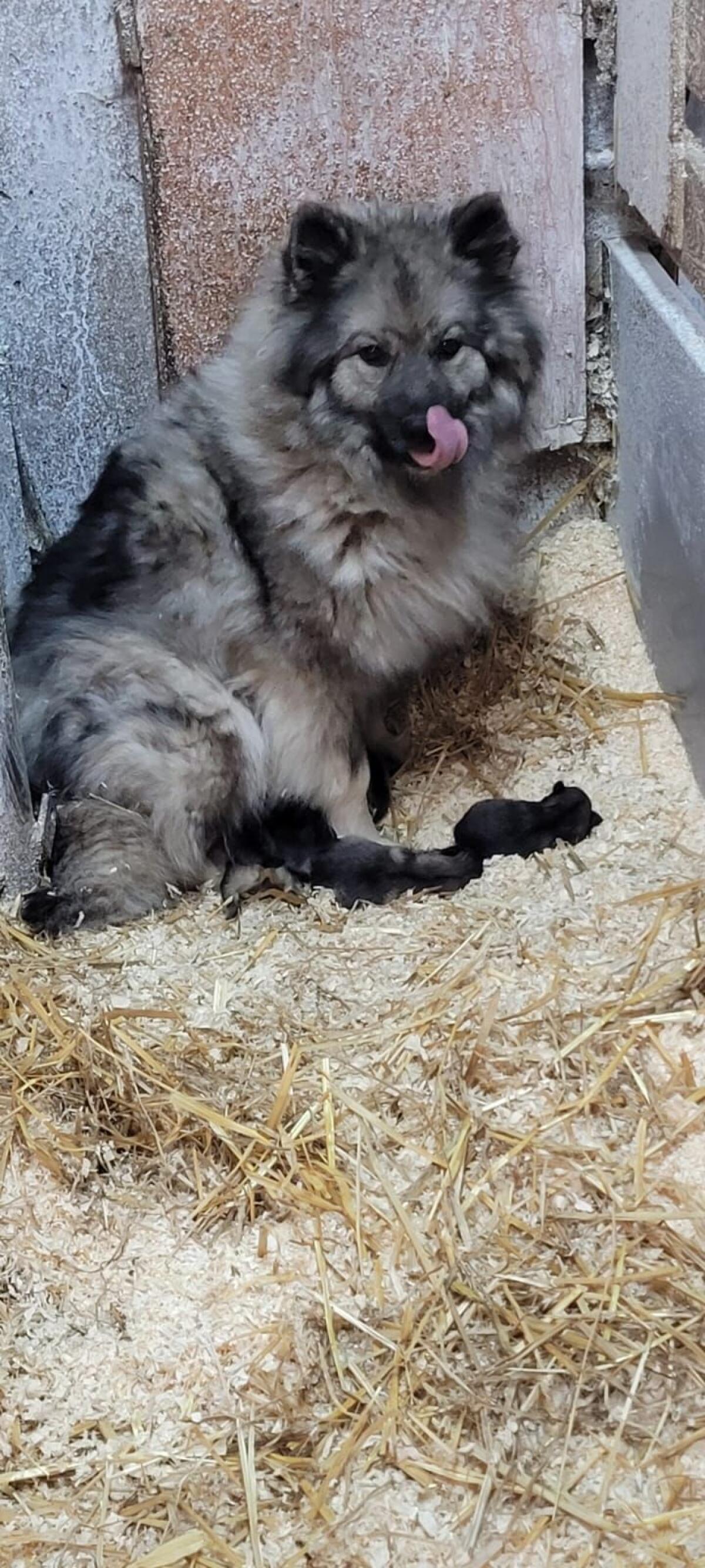 Reinrassige Wolfsspitzwelpen, 3 W, 1 M 1