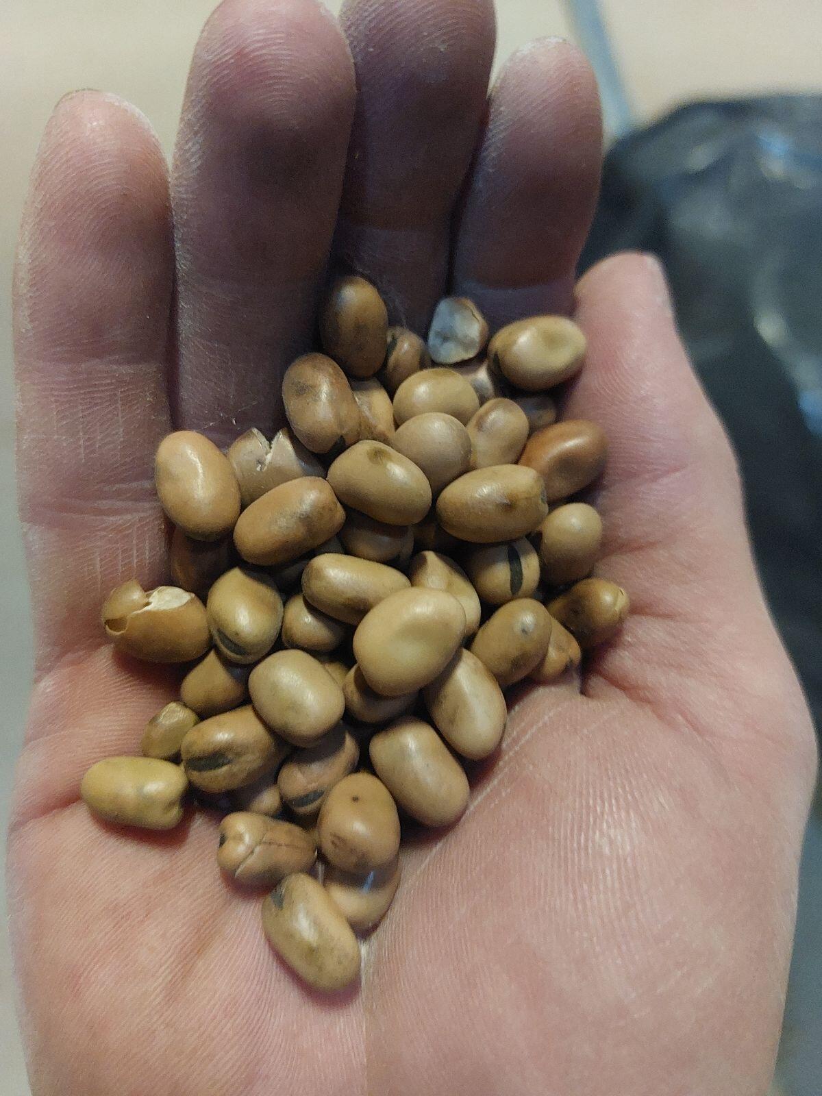 Bio-Ackerbohne