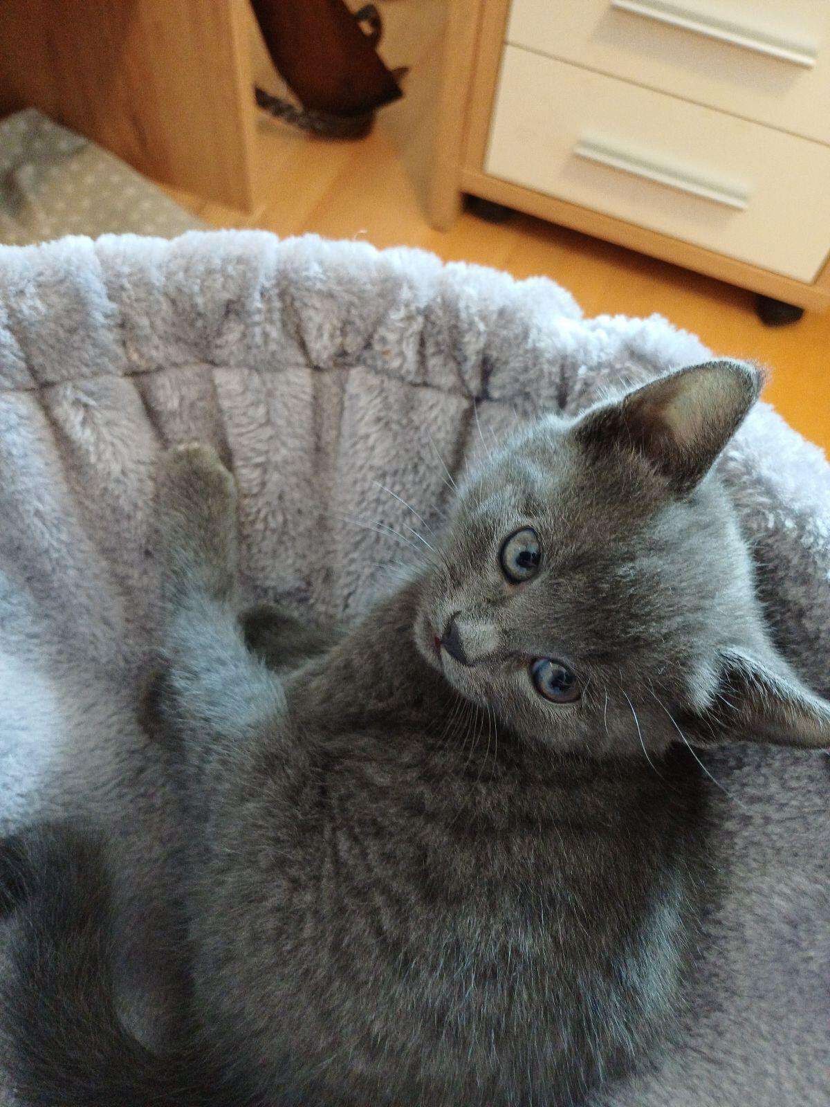 Kitten zu vergeben 1
