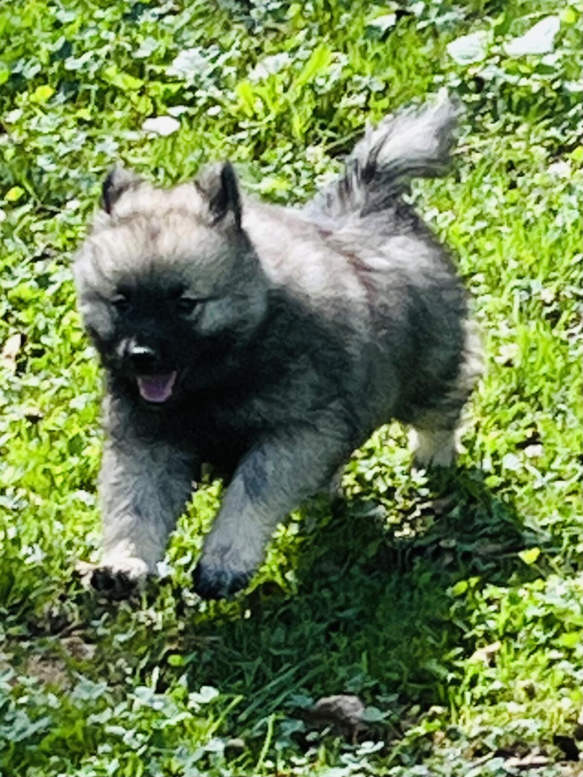 Wolfsspitz-/Großspitz-Welpen 1