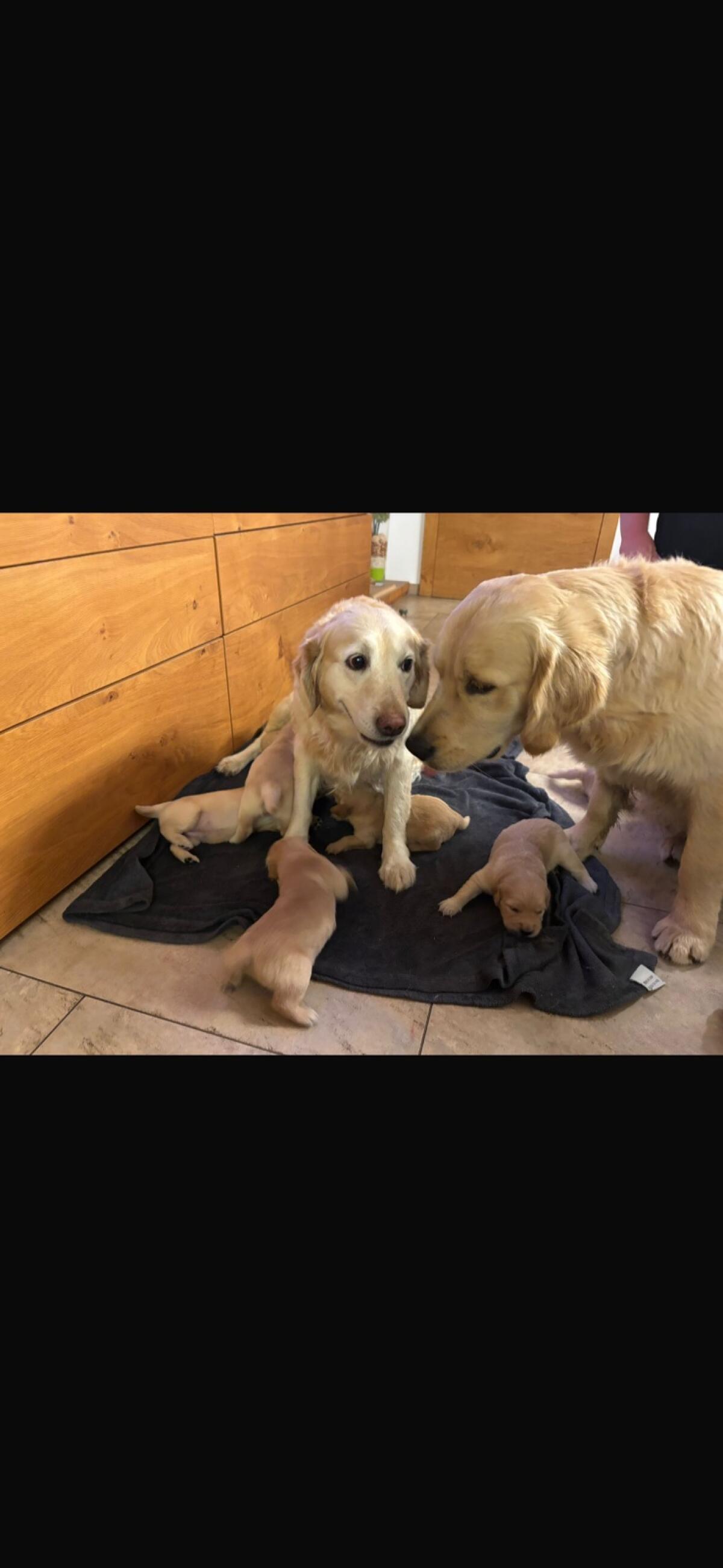 Labrador-Golden-Retriever-Welpen 1