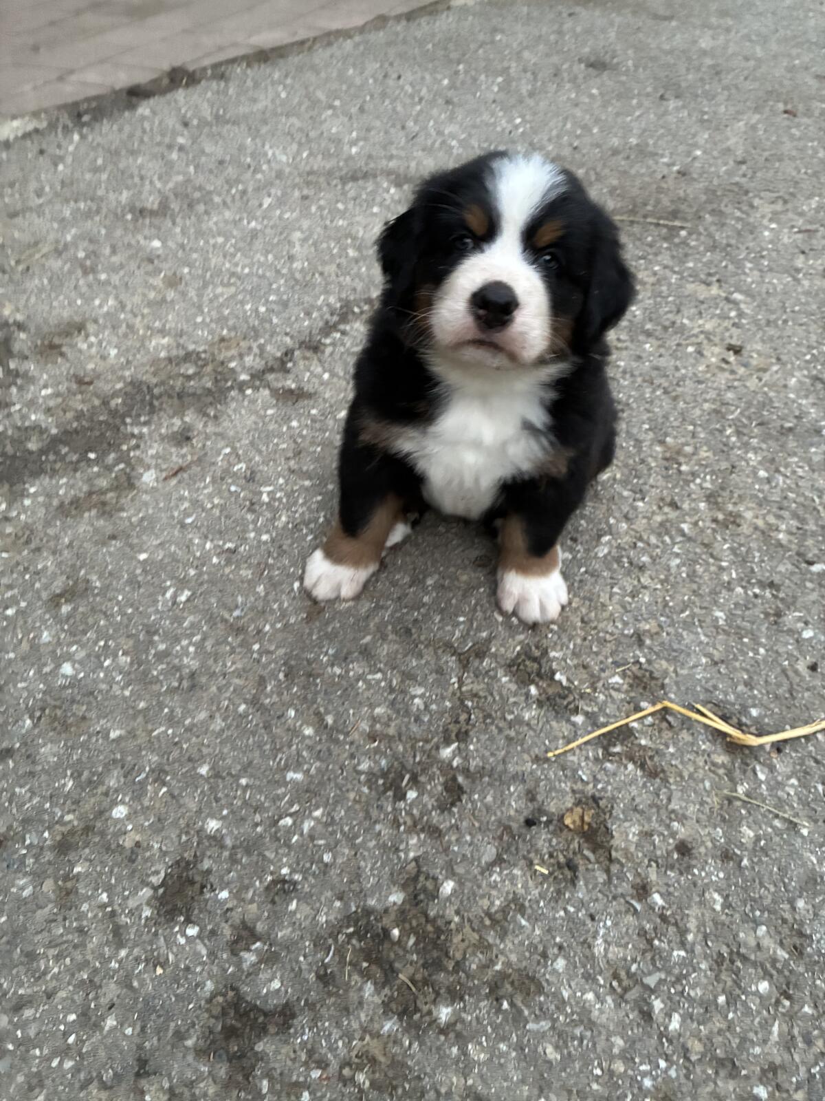 Berner Sennenhund Swissydog Welpen 1