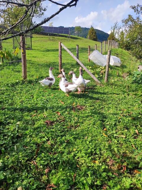 Landgänse