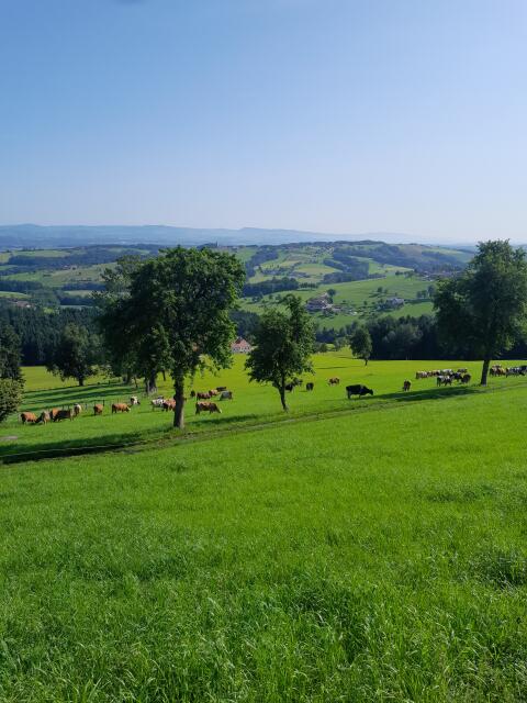 Bio-Milchkuh