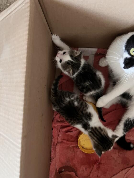 Katzenbaby