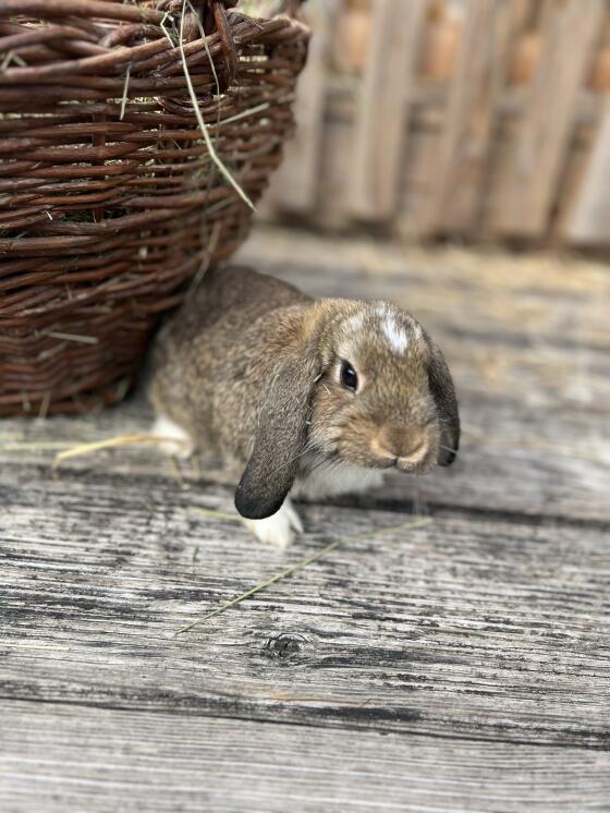 Mini Lop Hasen