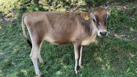 Jersey Kalbinen