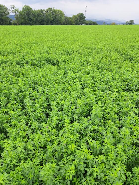 Verkaufe gehäckselte Bio-Luzerne-Silage-Rundballen