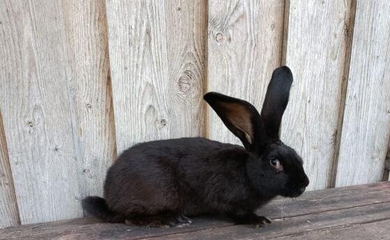 Riesenhase Rammler