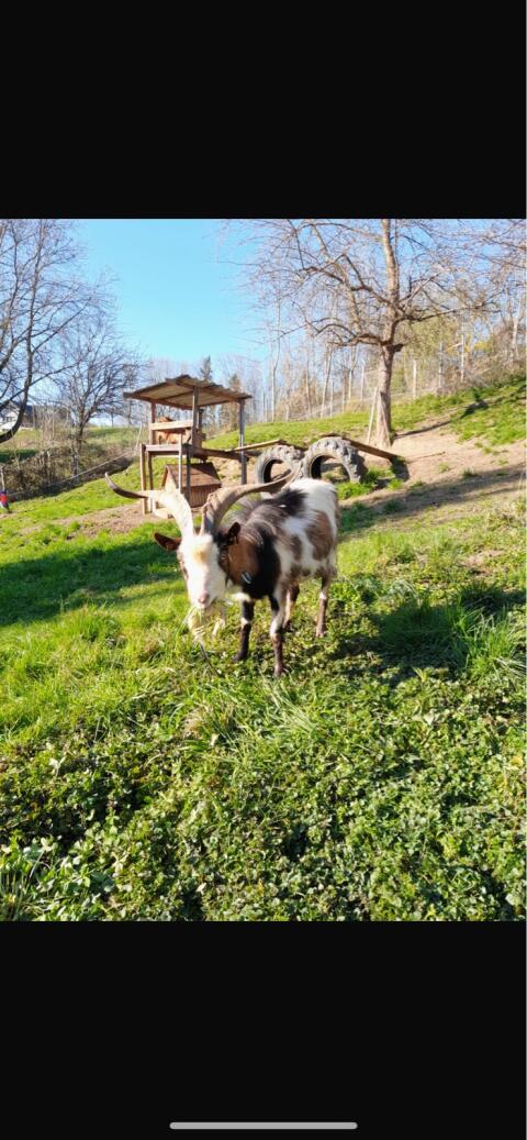 Tauernscheckenbock