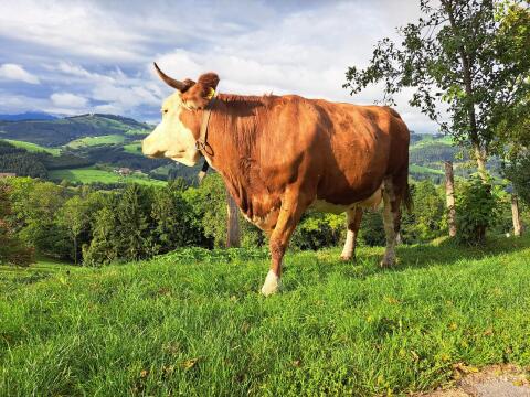 Erstlingskuh mit Kalb