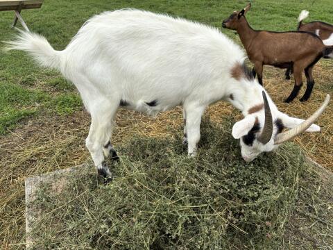 Ziege in Milch