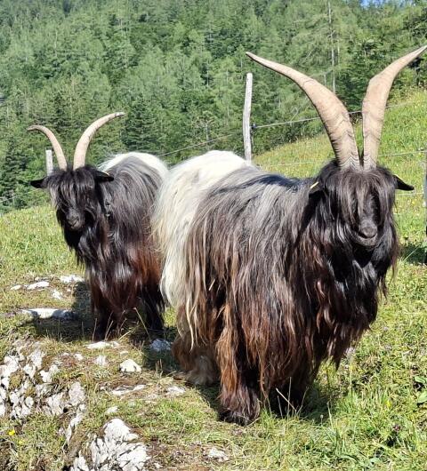 Walliser Schwarzhalsziegen