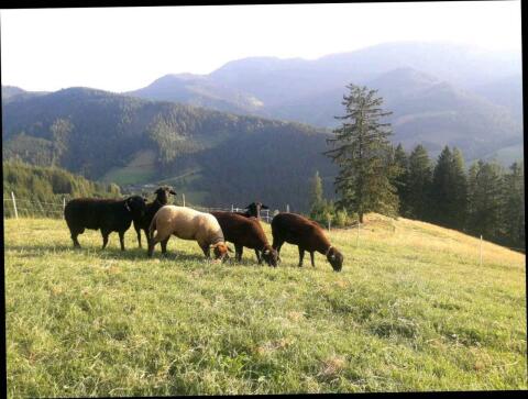 Verkaufe Jurazucht-Lämmer und Jurazucht-Widder