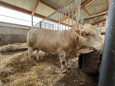 Fleckvieh Deckstier Sprungstier genetisch hornlos