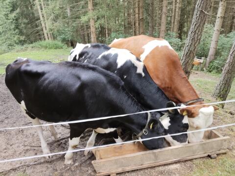 HF Kalbin zu verkaufen