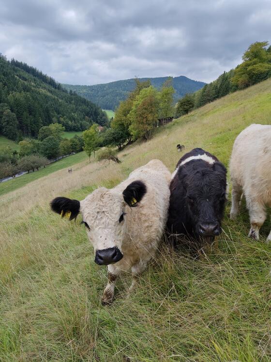 Weiße Gallowaykalbin, freundlich und zutraulich