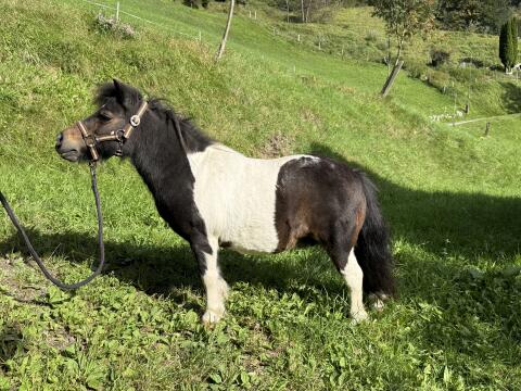 Minishetty