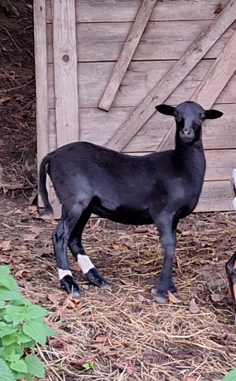 Kamerun Weibchen