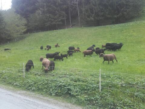 Jurazucht Lämmer u Gekörte Jurazucht Widdern