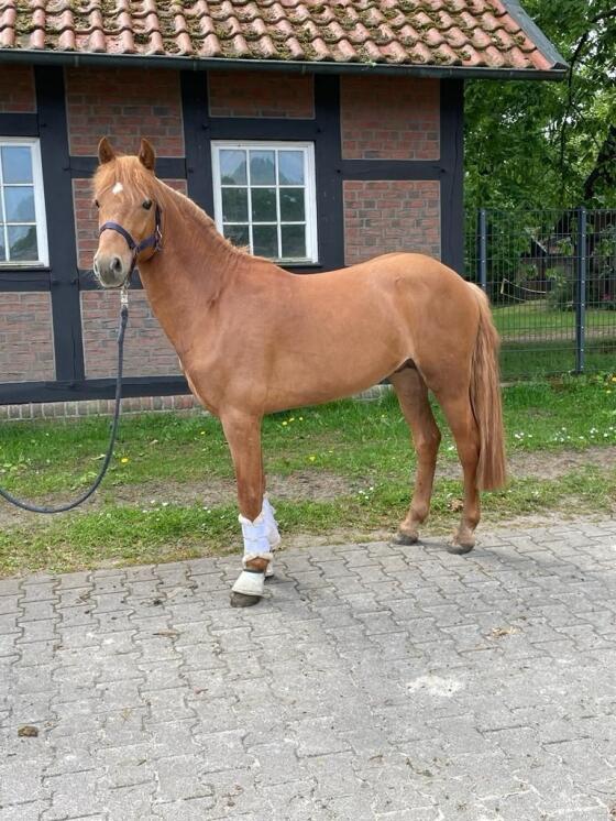 Vielseitiges Pony