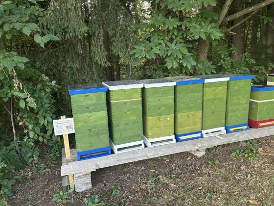 Beuten Zander Duo Jumbo