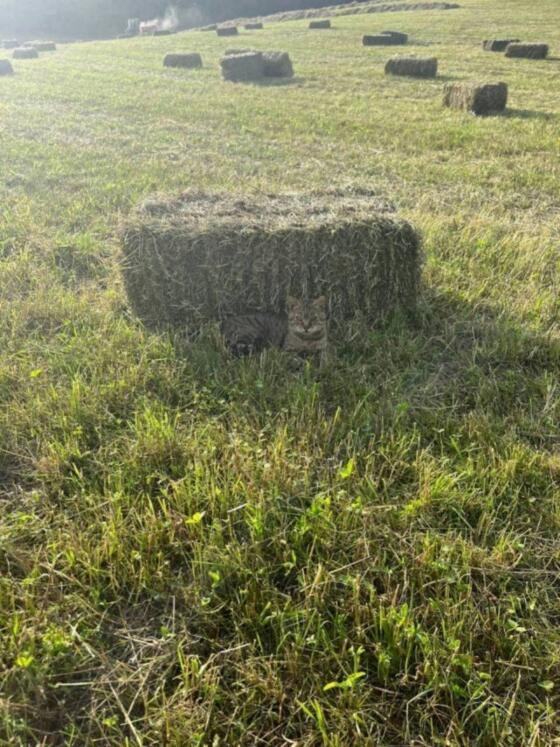 Heu in Kleinballen