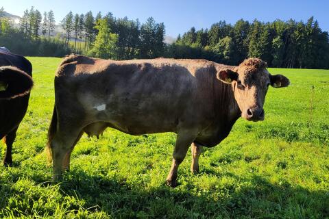Verkaufe Wagyu Mutterkuh