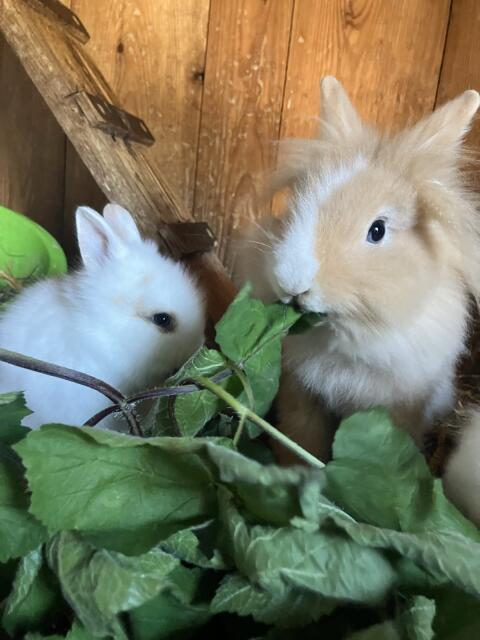 Kaninchen