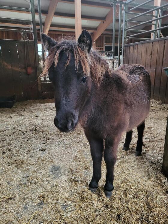 Bezauberndes Mini Pony Fohlen