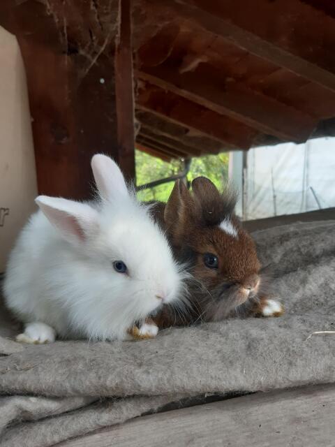 Zwergkaninchen