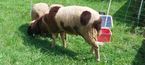 Bergschafbock Widder gescheckt
