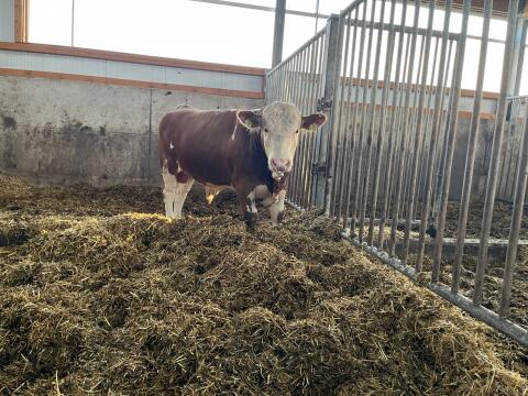 Deckstier Deckbulle Fleckvieh genetisch reinerbig hornloser