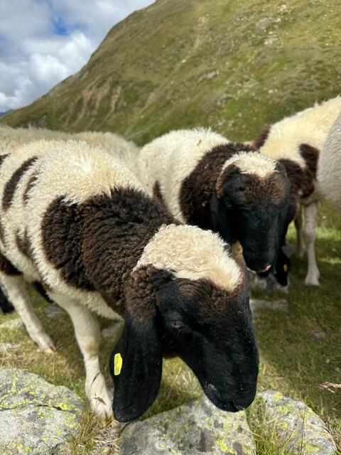 Verkaufe gescheckte Bergschafwidder