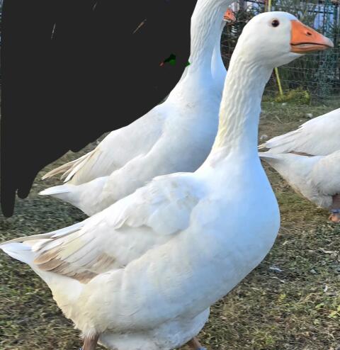 Legehennen