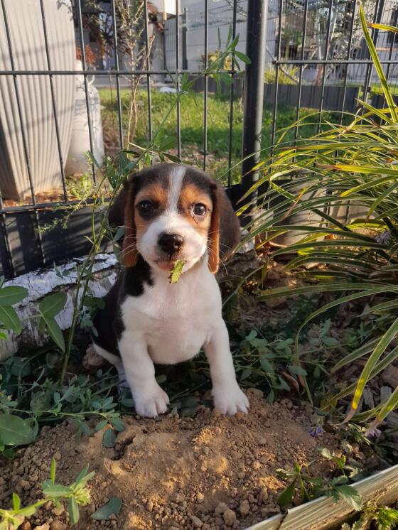 Beagle-Welpen von registriertem Züchter kaufen
