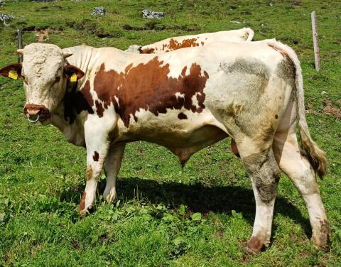 Bio-Pustertaler Sprinzen Stier Ozzo